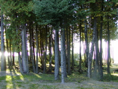 drummondislandschrams7