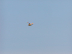P1010014