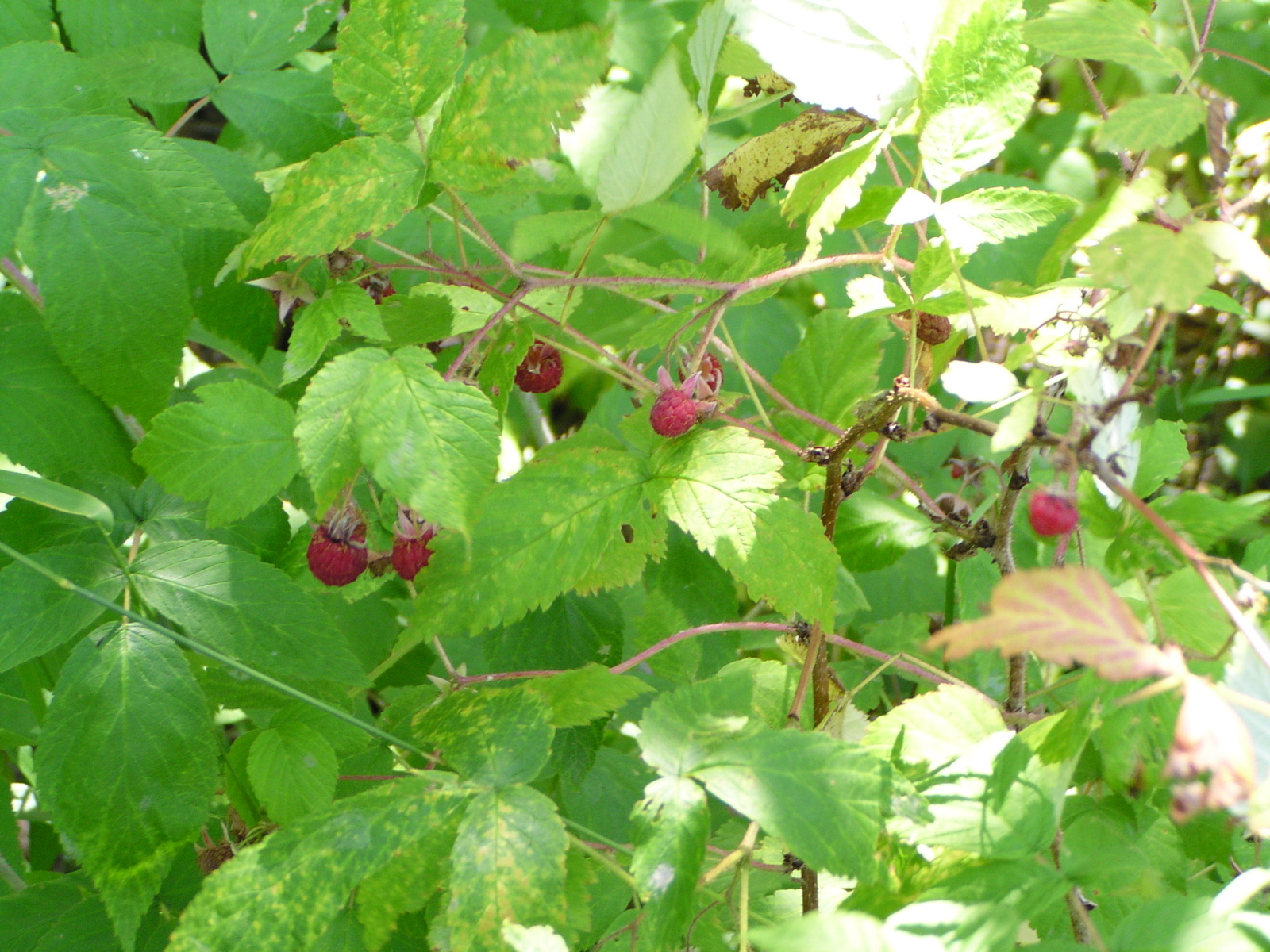 P8150019