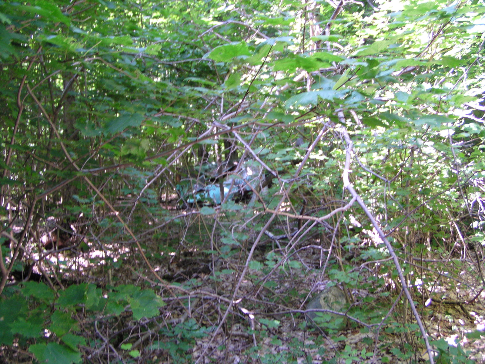 P8150021