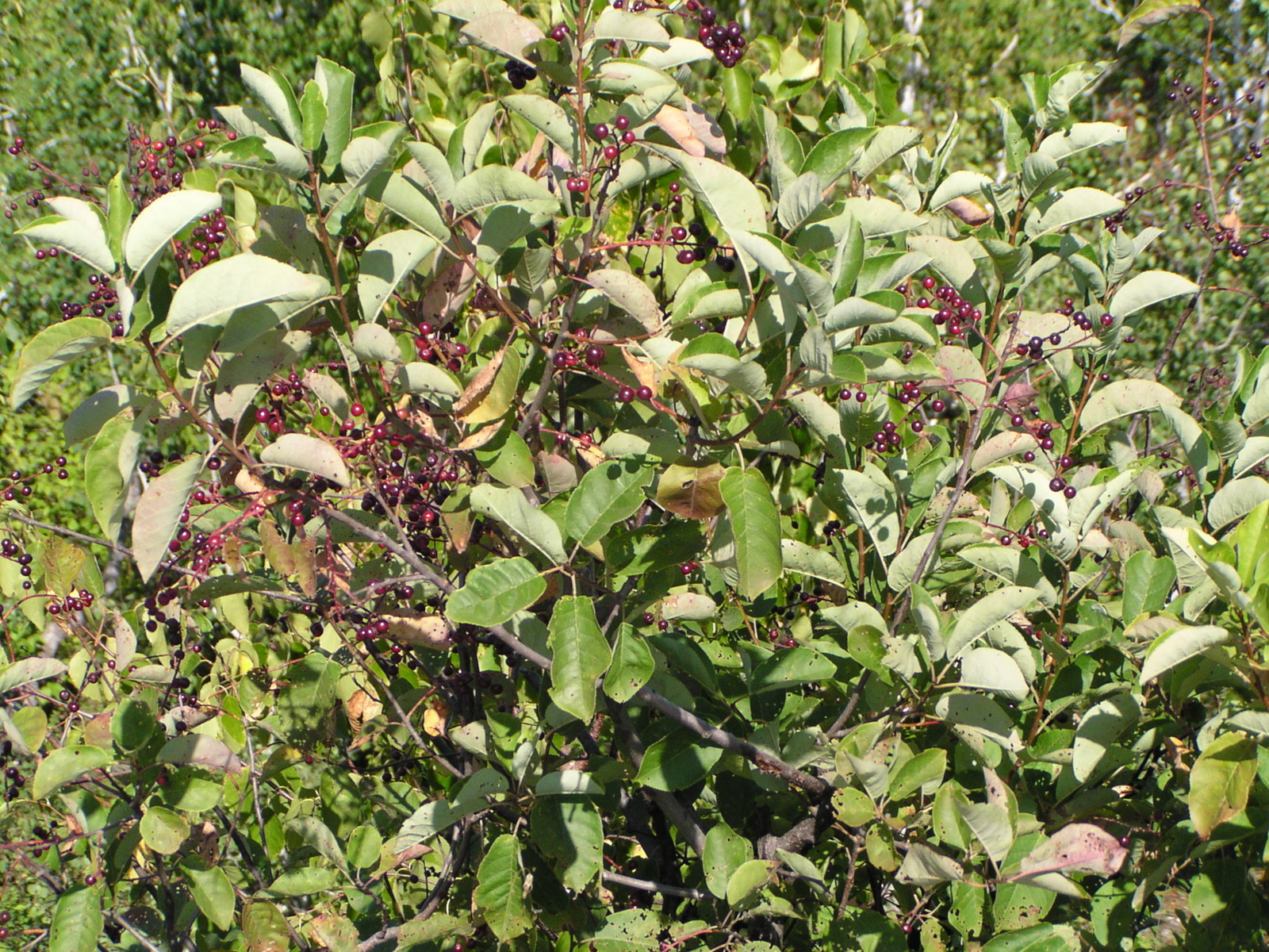 P8150046
