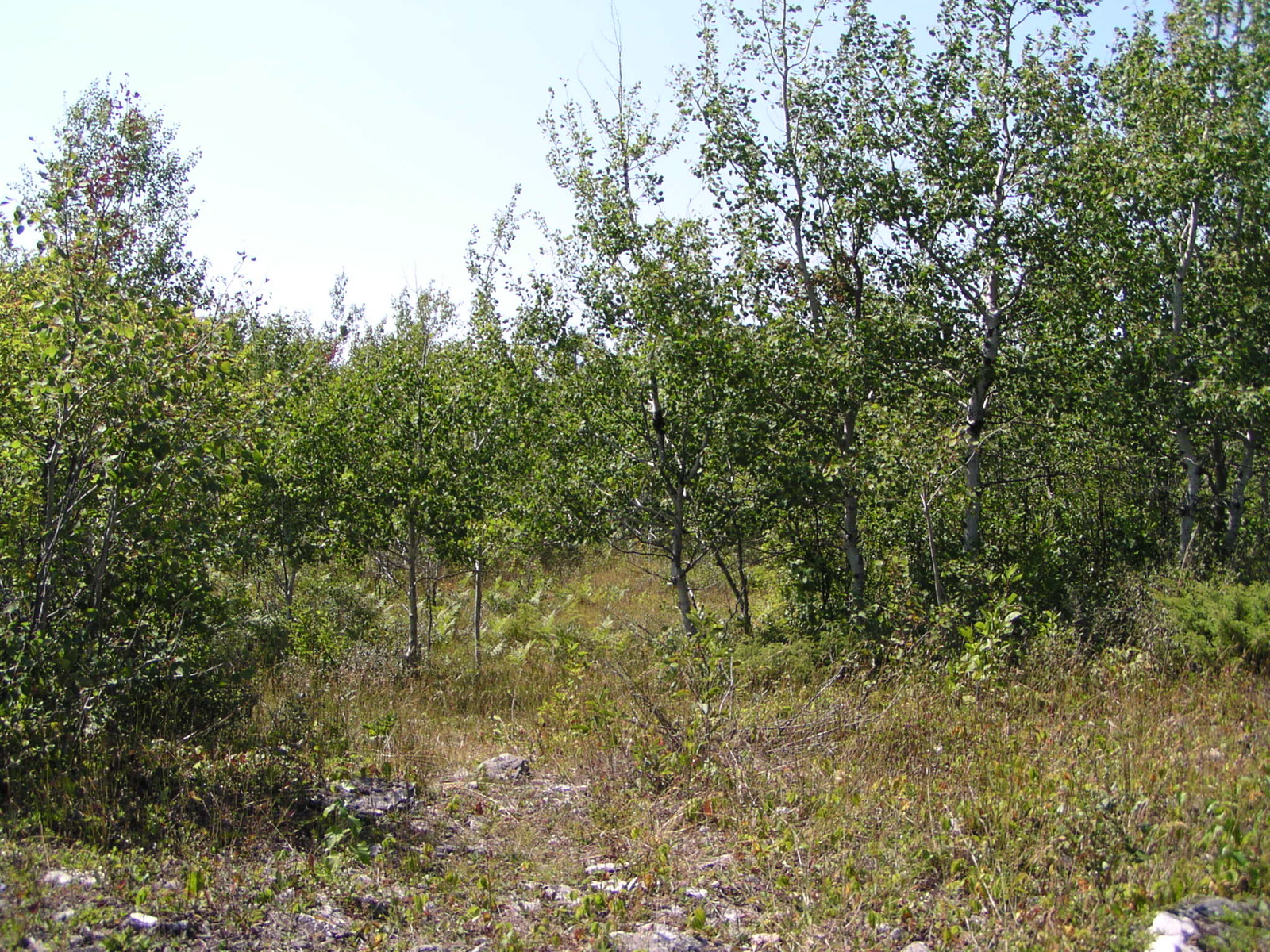 P8150050