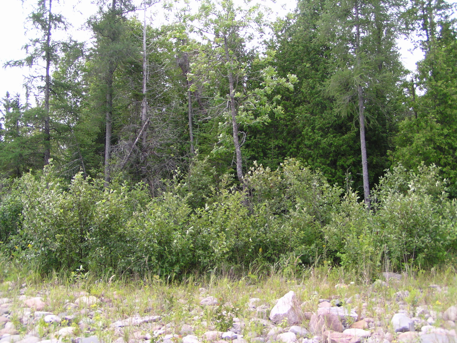 P8130106