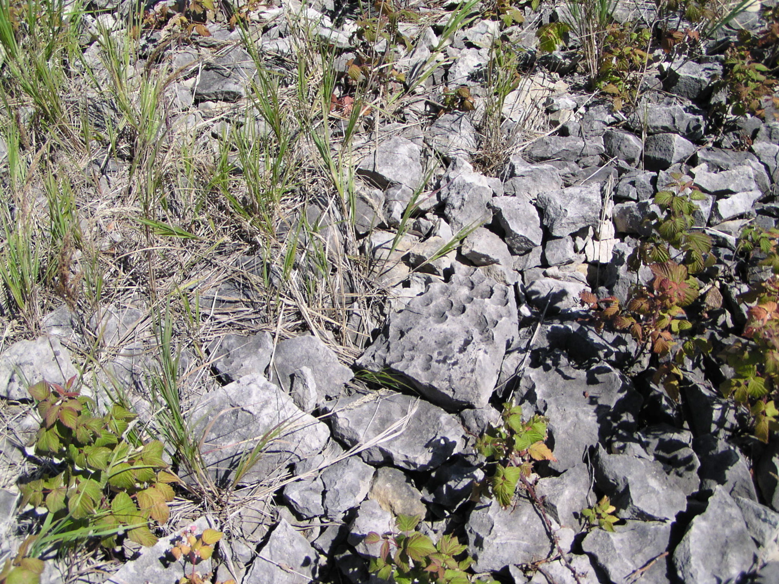P8130150