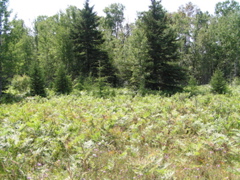 P8150004