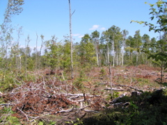 P8150012
