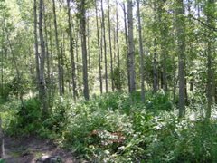 P8150013