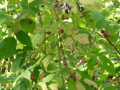 P8150016