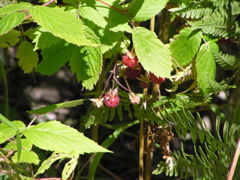 P8150017