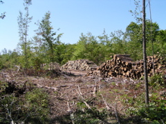 P8150018