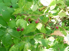P8150019