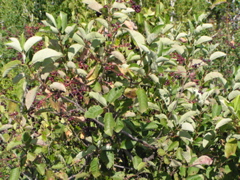 P8150046
