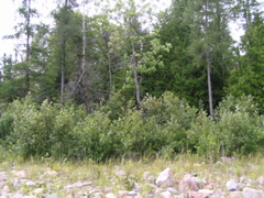P8130106