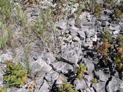 P8130150