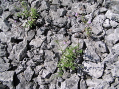 P8130155