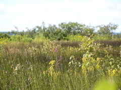 P8130161