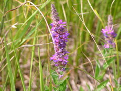 P8130169