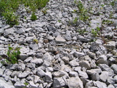 P8130175