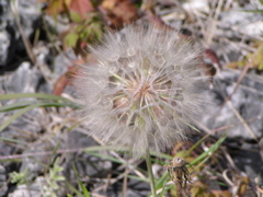 P8130177