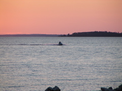 P8140191